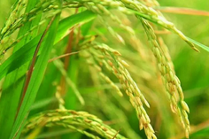 糧食重金屬檢測(cè)儀多少錢一臺(tái)？